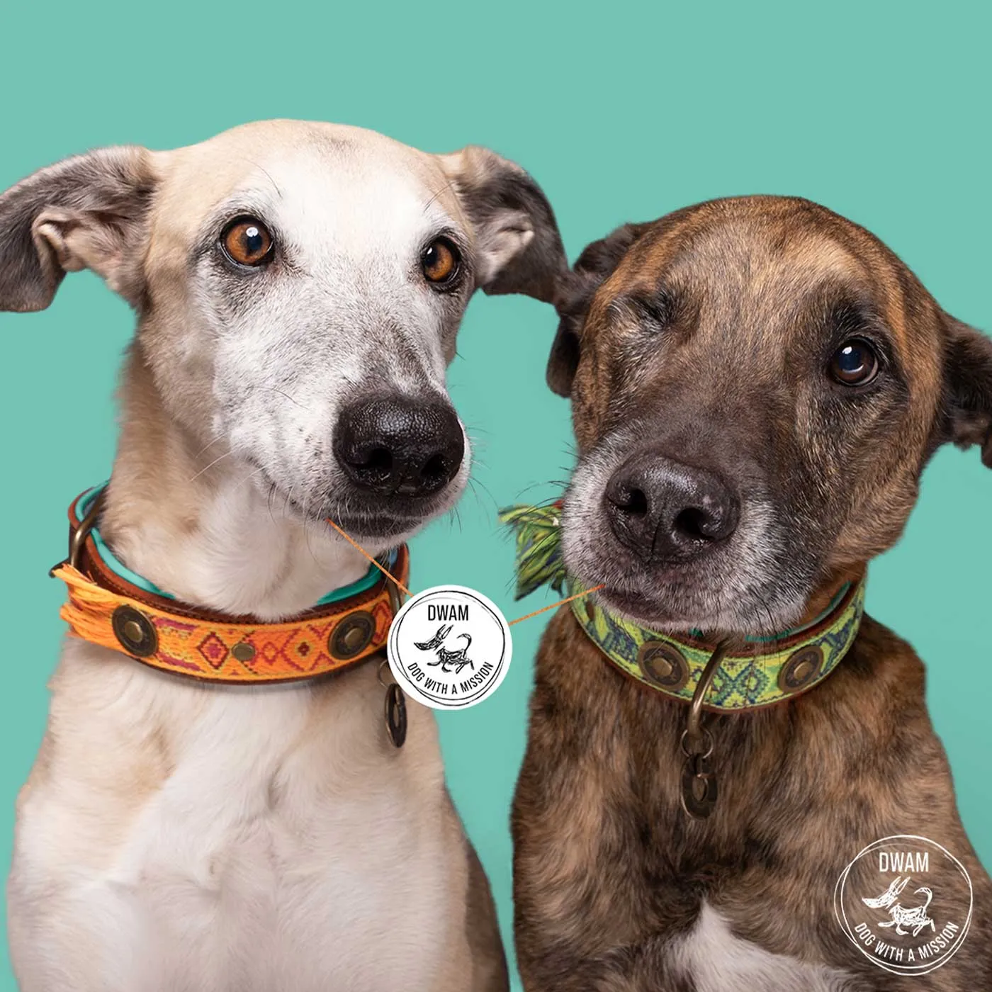 Boho Diego Dog Collar by DWAM