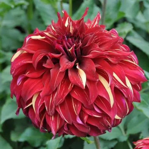 Dahlia 'Bohemian Spartacus'