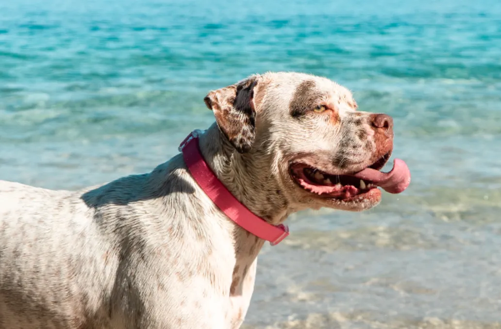 Neopro Weatherproof Bubblegum Collar